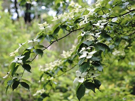 庭院樹木|庭木におすすめの常緑樹38種！低木、中木、高木、花。